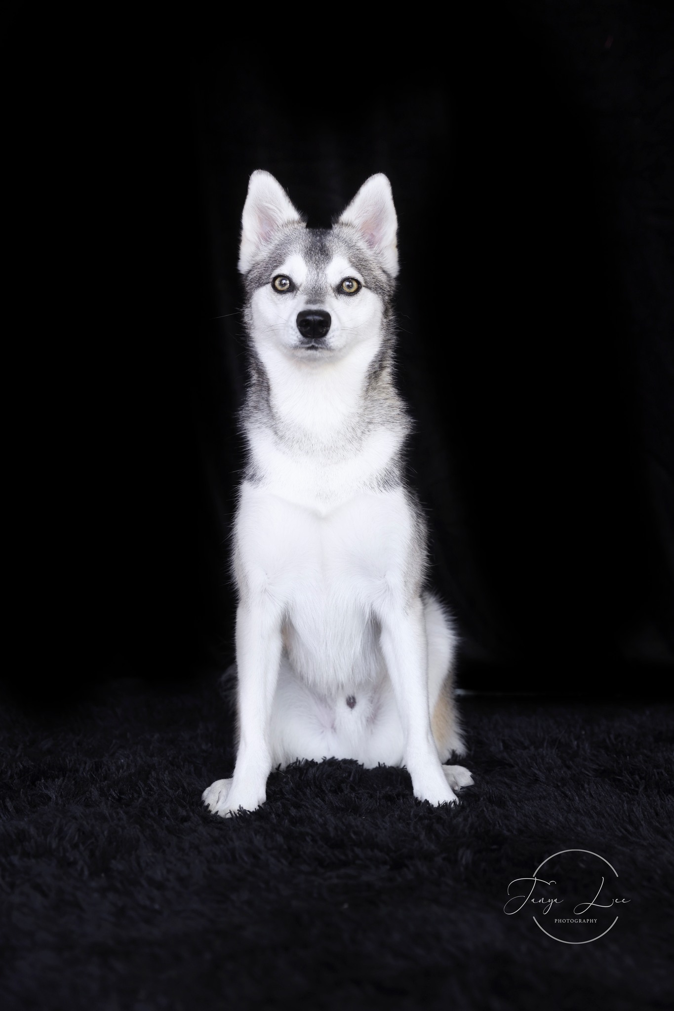 An attentive, well-trained dog ready to work with a coach