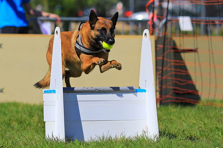 Flyball