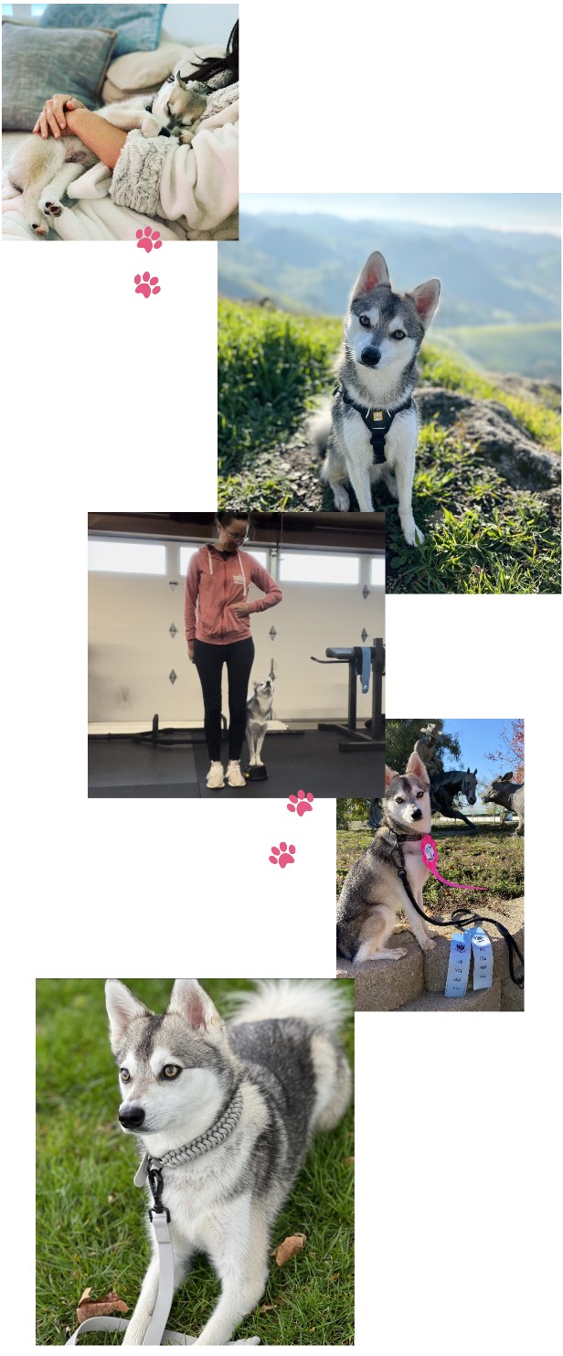 Kai competing across dog sports