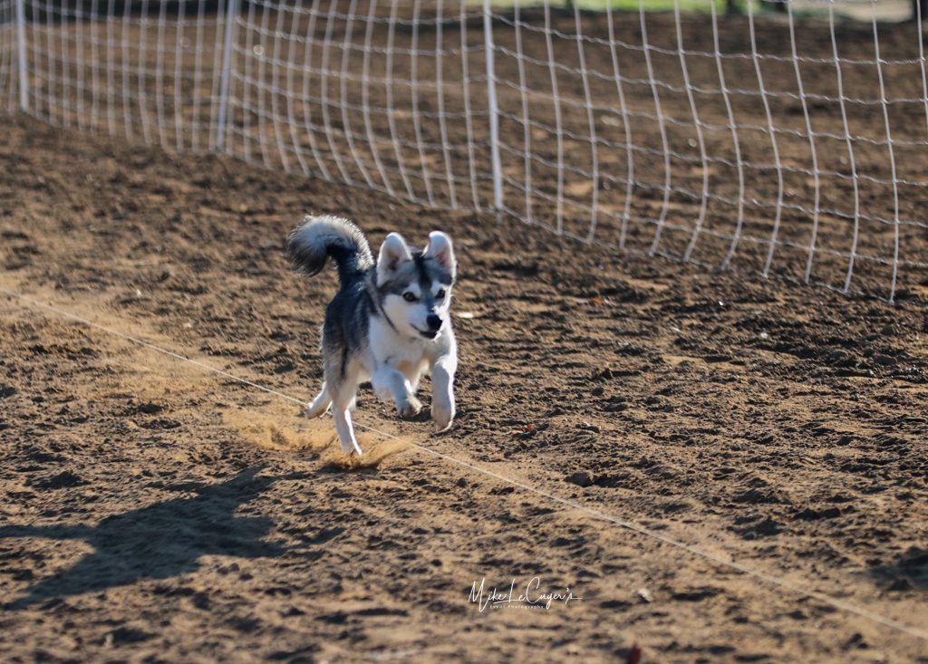 Lure Coursing & FastCAT