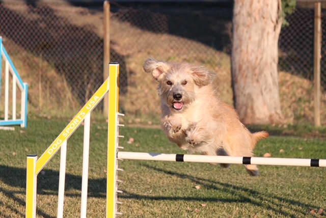 Agility