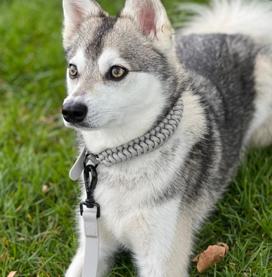Kai, an Alaskan Klee Kai