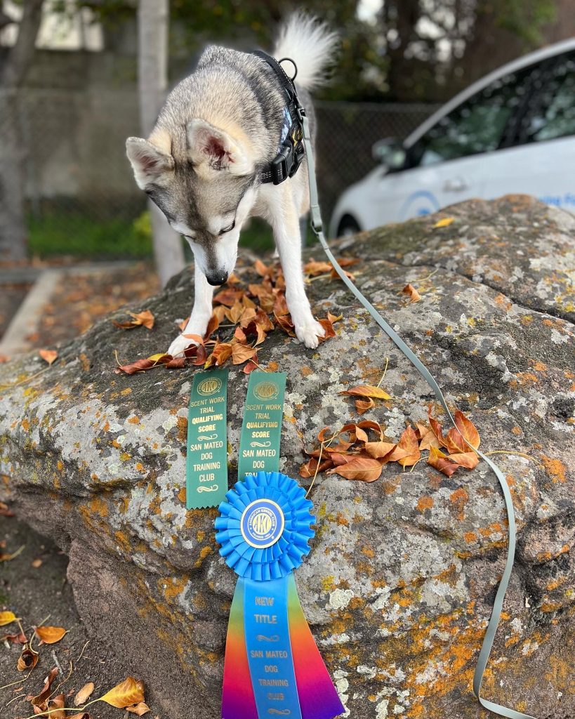 Nosework / Scent Work